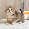 Mèo Anh lông Ngắn Muchkin Màu Tabby Cái Mã AN264