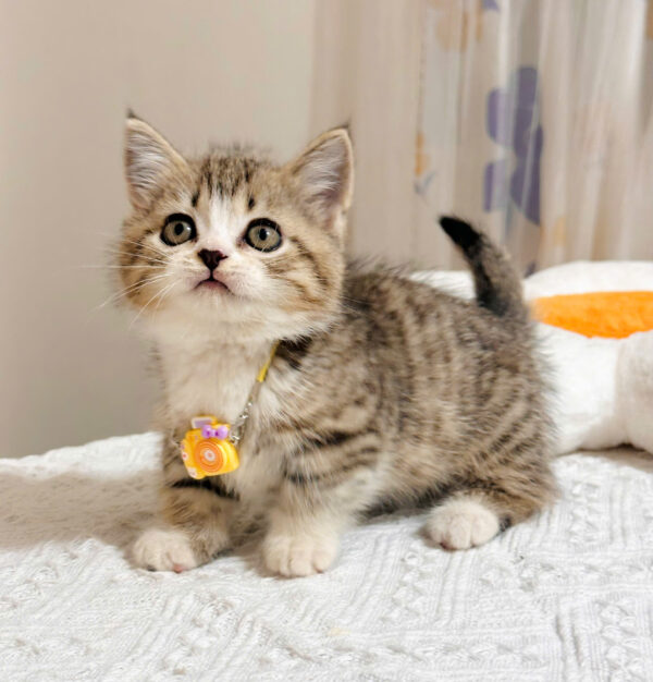 Mèo Anh lông Ngắn Muchkin Màu Tabby Cái Mã AN264