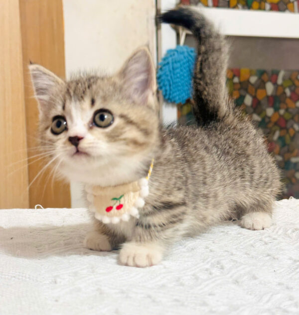 Mèo Anh lông Ngắn Muchkin Màu Tabby Cái Mã AN264