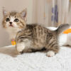 Mèo Anh lông Ngắn Muchkin Màu Tabby Cái Mã AN264