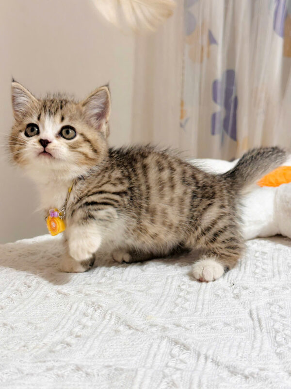 Mèo Anh lông Ngắn Muchkin Màu Tabby Cái Mã AN264