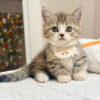 Mèo Anh lông Ngắn Muchkin Màu Tabby Cái Mã AN264