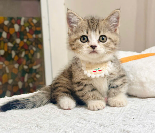 Mèo Anh lông Ngắn Muchkin Màu Tabby Cái Mã AN264