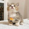 Mèo Anh lông Ngắn Muchkin Màu Tabby Cái Mã AN264