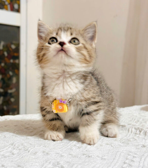 Mèo Anh lông Ngắn Muchkin Màu Tabby Cái Mã AN264