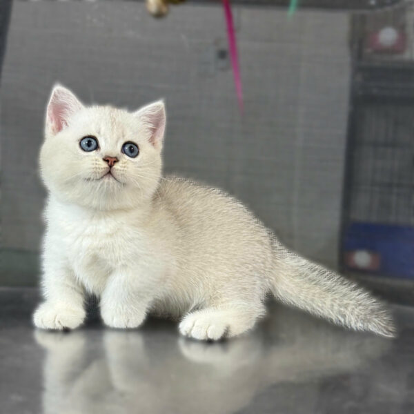 Mèo Anh Lông Ngắn Munchkin Chân Lùn Màu Silver Đực Mã AN267