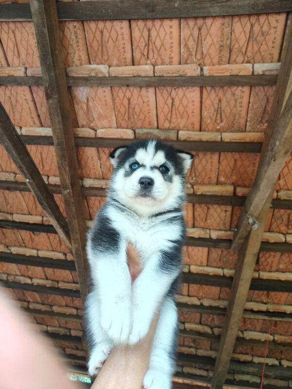 Chó Husky Màu Đen Trắng Đực Mã HK268