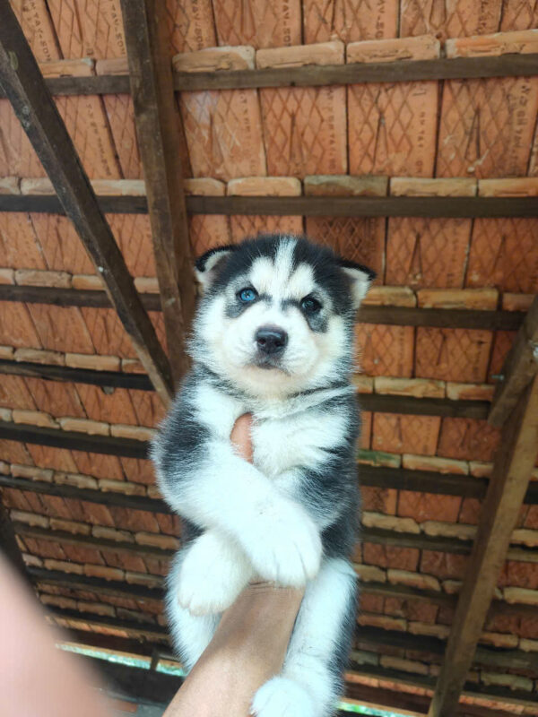 Chó Husky Màu Đen Trắng Đực Mã HK268