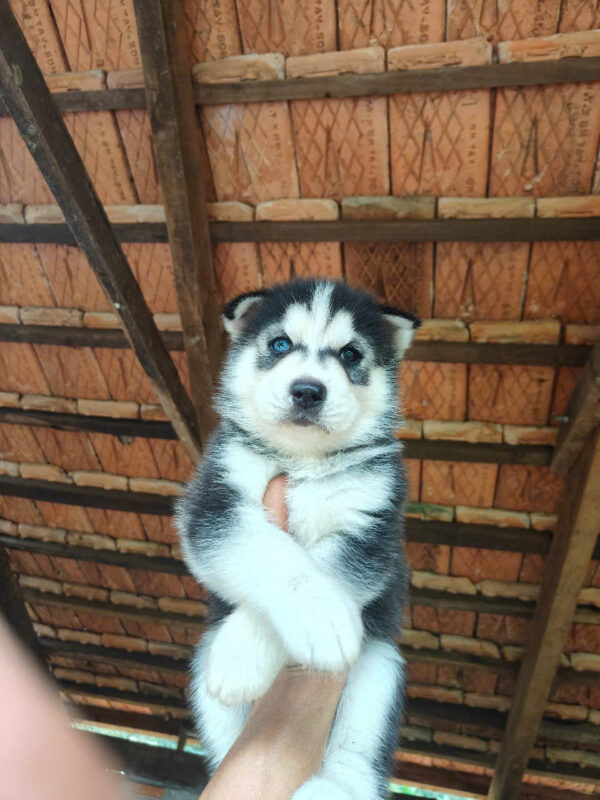 Chó Husky Màu Đen Trắng Đực Mã HK268