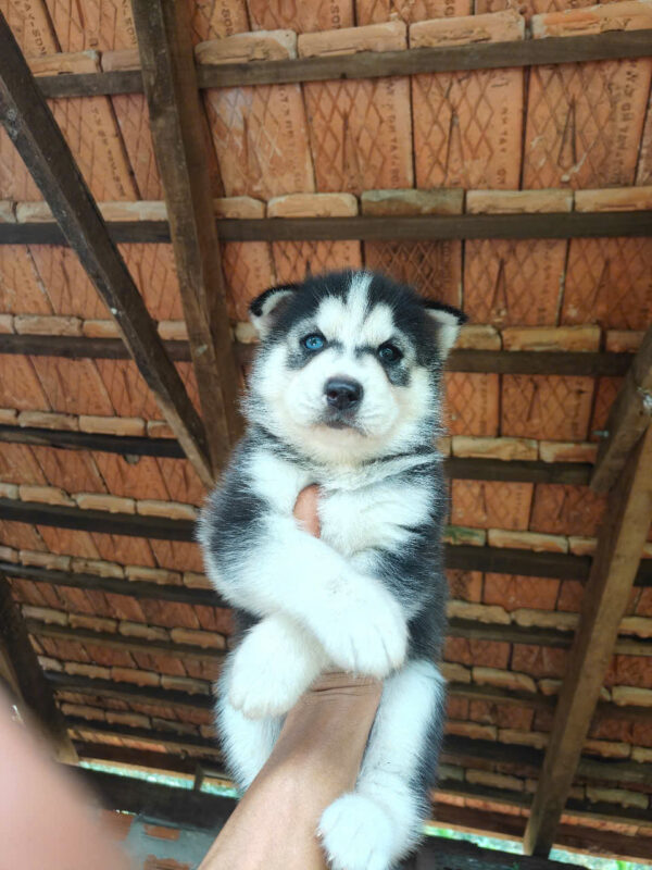 Chó Husky Màu Đen Trắng Đực Mã HK268
