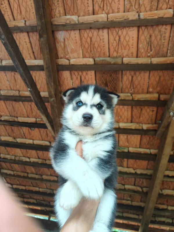 Chó Husky Màu Đen Trắng Đực Mã HK268