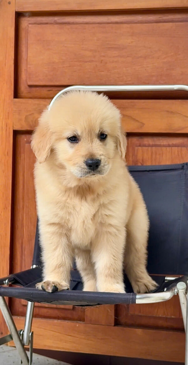 Chó Golden Vàng Kim Đực Mã GD269