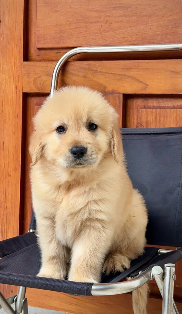 Chó Golden Vàng Kim Đực Mã GD269