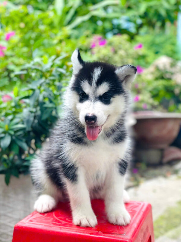 Chó Husky Đen Trắng Cái Mã HK270