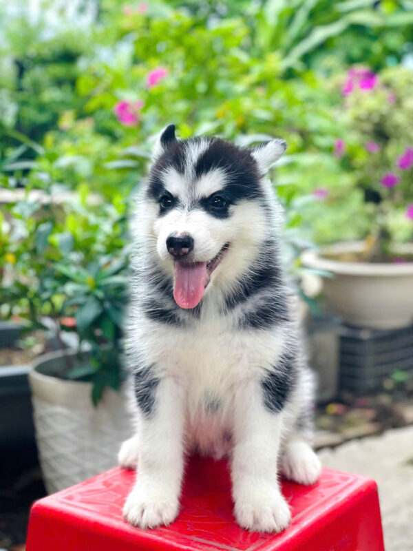 Chó Husky Đen Trắng Cái Mã HK270