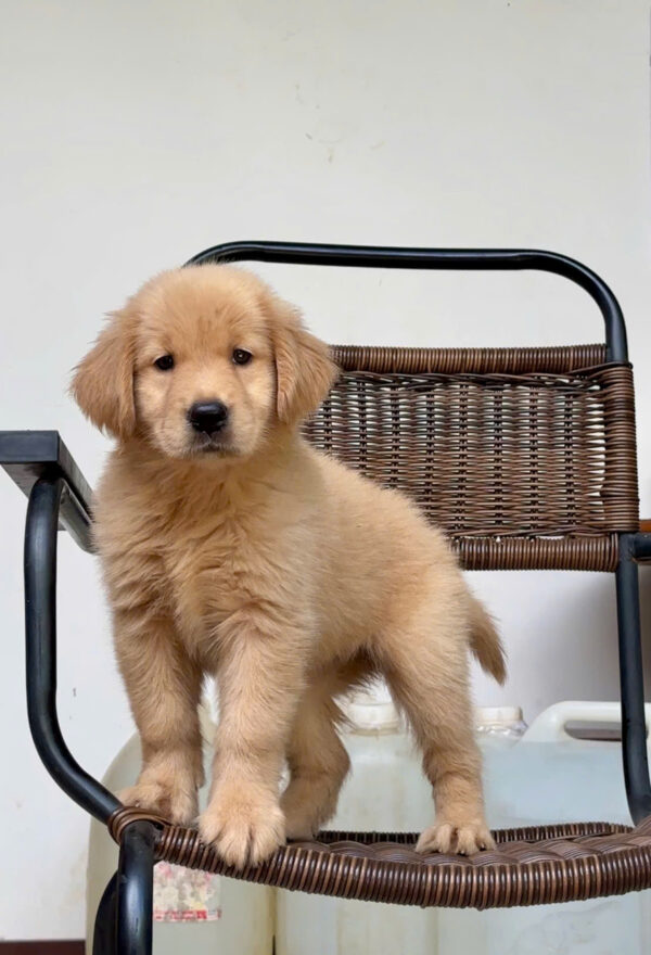 Chó Golden Vàng Đậm Đực Mã GD271