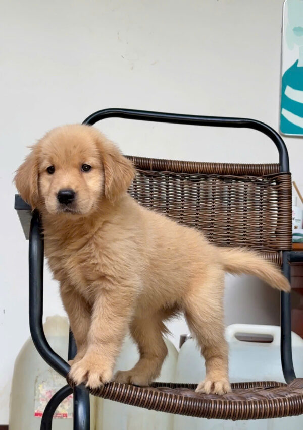 Chó Golden Vàng Đậm Đực Mã GD271