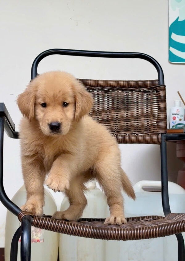 Chó Golden Vàng Đậm Đực Mã GD271