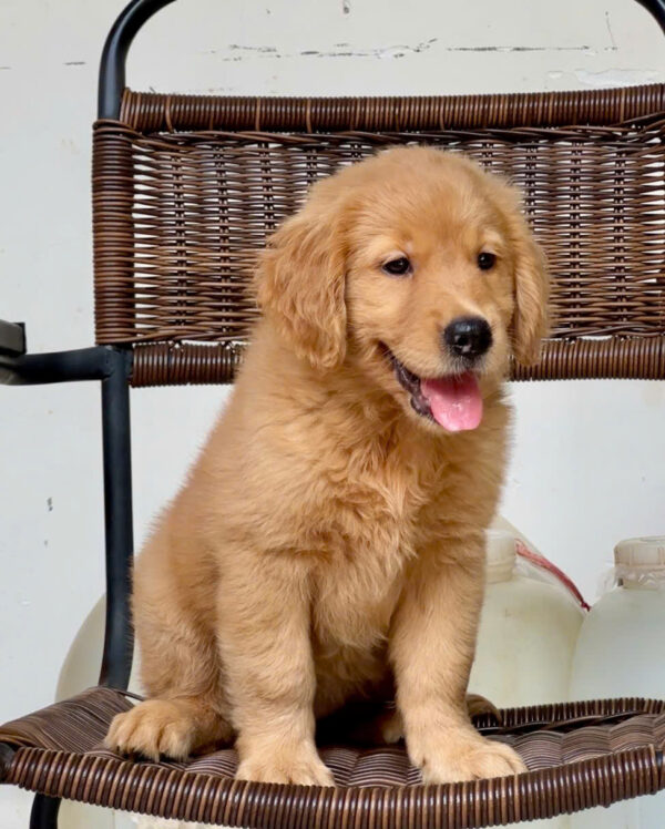Chó Golden Vàng Đậm Cái Mã GD272