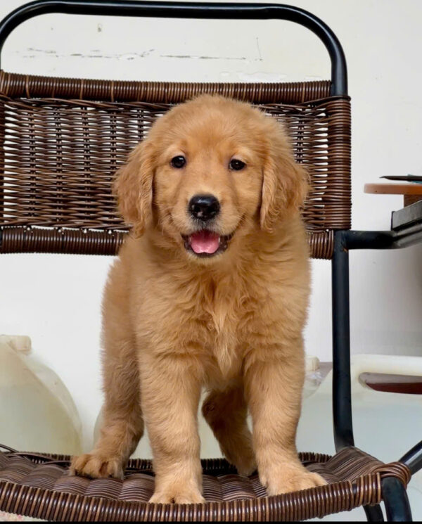 Chó Golden Vàng Đậm Cái Mã GD272