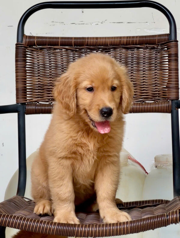 Chó Golden Vàng Đậm Cái Mã GD272