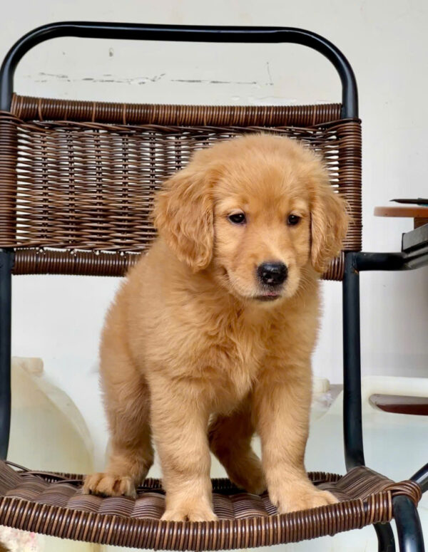 Chó Golden Vàng Đậm Cái Mã GD272