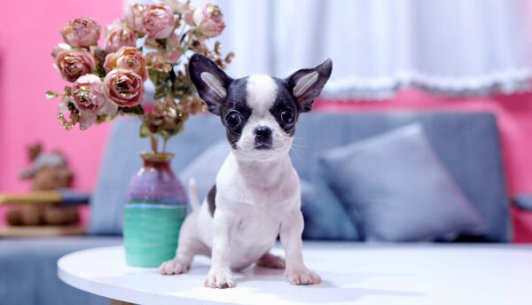 Chó Chihuahua Màu Bò Sữa Cái Mã CH273
