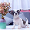 Chó Chihuahua Màu Bò Sữa Cái Mã CH273