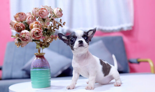 Chó Chihuahua Màu Bò Sữa Cái Mã CH273