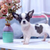 Chó Chihuahua Màu Bò Sữa Cái Mã CH273