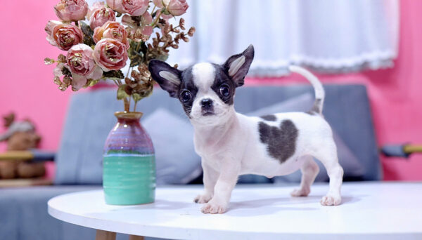 Chó Chihuahua Màu Bò Sữa Cái Mã CH273
