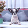Chó Chihuahua Màu Bò Sữa Cái Mã CH273
