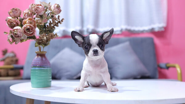 Chó Chihuahua Màu Bò Sữa Cái Mã CH273