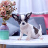 Chó Chihuahua Màu Bò Sữa Cái Mã CH273
