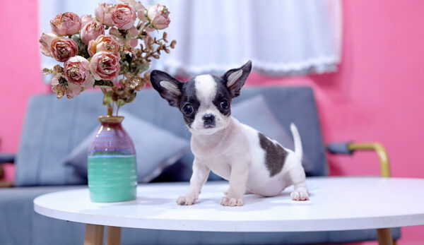 Chó Chihuahua Màu Bò Sữa Cái Mã CH273
