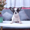Chó Chihuahua Màu Bò Sữa Cái Mã CH273