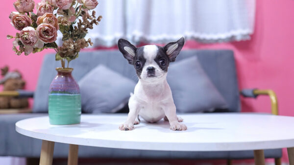 Chó Chihuahua Màu Bò Sữa Cái Mã CH273