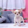 Chó Chihuahua Màu Bò Sữa Vàng Đầu Táo Đực Mã CH274