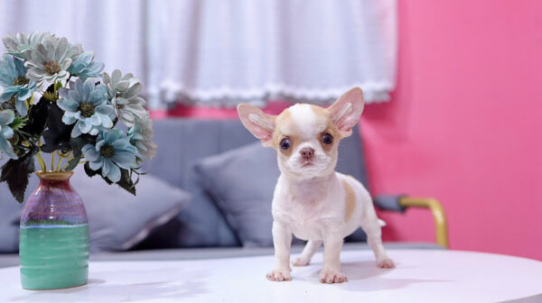 Chó Chihuahua Màu Bò Sữa Vàng Đầu Táo Đực Mã CH274