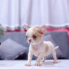 Chó Chihuahua Màu Bò Sữa Vàng Đầu Táo Đực Mã CH274