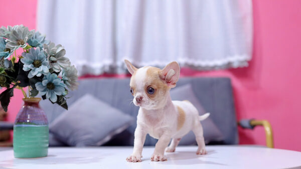 Chó Chihuahua Màu Bò Sữa Vàng Đầu Táo Đực Mã CH274