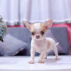 Chó Chihuahua Màu Bò Sữa Vàng Đầu Táo Đực Mã CH274