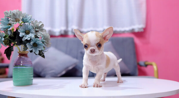 Chó Chihuahua Màu Bò Sữa Vàng Đầu Táo Đực Mã CH274