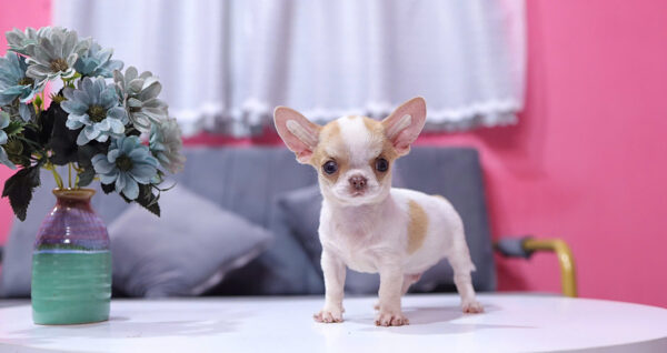 Chó Chihuahua Màu Bò Sữa Vàng Đầu Táo Đực Mã CH274