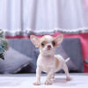 Chó Chihuahua Màu Bò Sữa Vàng Đầu Táo Đực Mã CH274