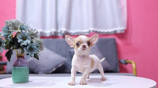 Chó Chihuahua Màu Bò Sữa Vàng Đầu Táo Đực Mã CH274