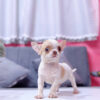 Chó Chihuahua Màu Bò Sữa Vàng Đầu Táo Đực Mã CH274