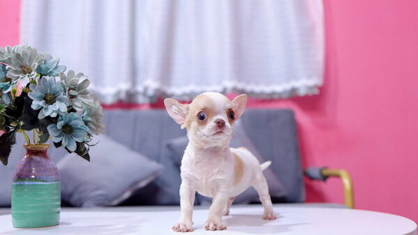 Chó Chihuahua Màu Bò Sữa Vàng Đầu Táo Đực Mã CH274