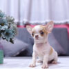 Chó Chihuahua Màu Bò Sữa Vàng Đầu Táo Đực Mã CH274