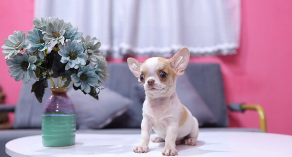 Chó Chihuahua Màu Bò Sữa Vàng Đầu Táo Đực Mã CH274